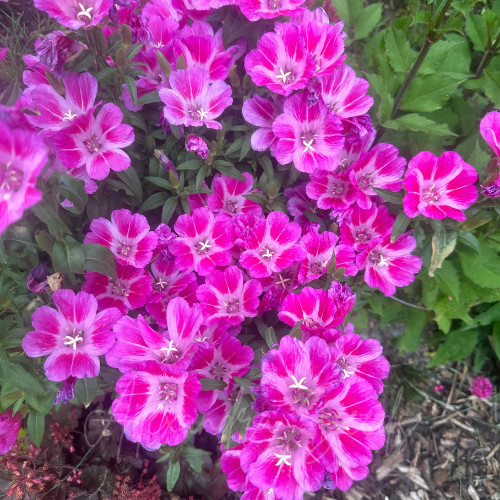 Dwarf godetia monarch mix - dwarf,