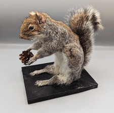 Taxidermy Grey Squirrel