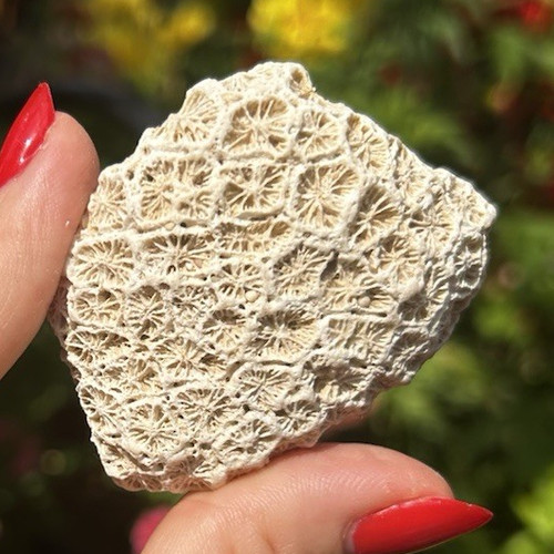 Natural unpolished fossil - natural,