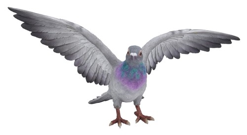 Pigeon spread wings - pigeon,