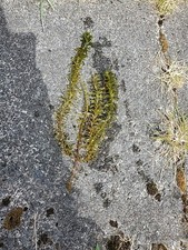 Cold Water Oxygenator Pond Weed From Wildlife Pond