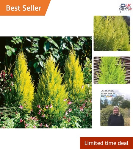 Cupressus wilma goldcrest - cupressus,