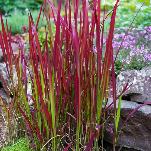 Imperata red baron - baron, blood