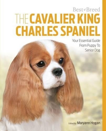 Cavalier king charles - king, spaniel