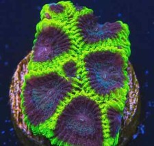 Neon Green/Purple Favia LPS