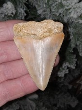 Great White Shark Tooth Fossil