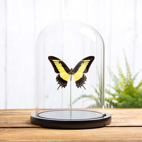 Androgeus swallowtail - androgeus,