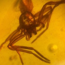 BIG SPIDER in Burmese /