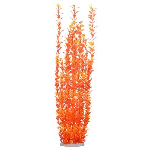 Pack tall aquarium - tall, plants