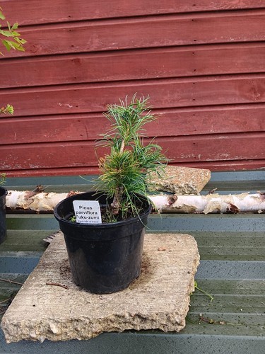 Pinus parviflora fuku - pinus, fuku-zumi