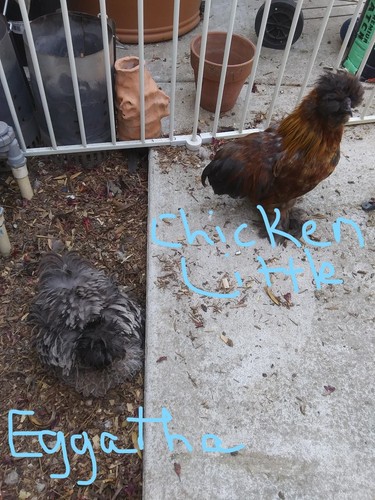 Silkie satin frizzle show - silkie,,