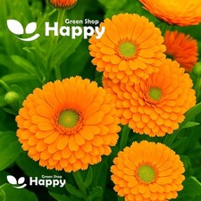 Pot Marigold Dandy - 150 seeds