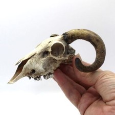 From Scan of a Real RAM Skull