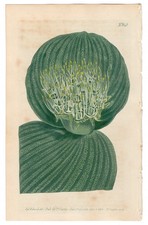 Curtis Botanical Magazine