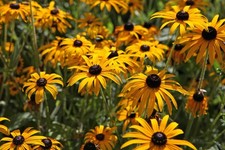 Rudbeckia Goldsturm 2L Cornflower hardy plant RUDBECKIA fulgida/141099/168584/GB