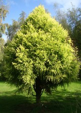 Japanese Cedar, CRYPTOMERIA