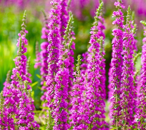 200x purple loosestrife - purple,