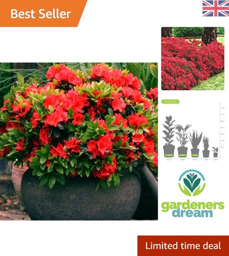 Vibrant red azalea japanese - red,
