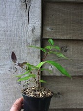 Lonicera alseuosmoides