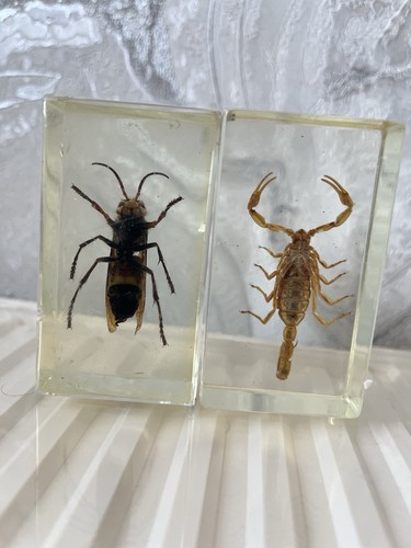 Authentic lucite specimen bugs - lucite,