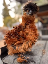 3 Silkie, Satin, Frizzle