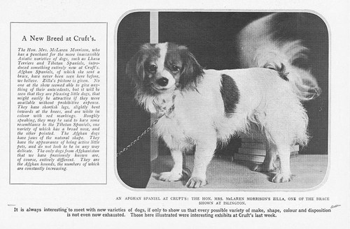 Dogs afghan spaniel shown - dogs, an