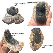 Trilobite Fossil Morocco –