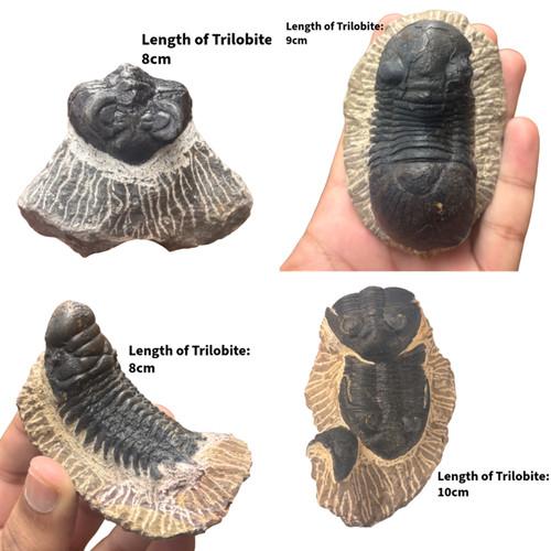 Trilobite fossil morocco - trilobite, –