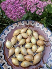 x 25 Senshyu Autumn Planting Organic Onion Sets.Free Delivery.Grow Your Own