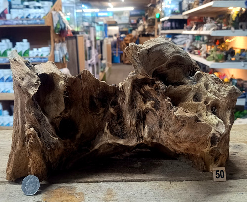 Derwen oak bogwood 54cm - derwen,
