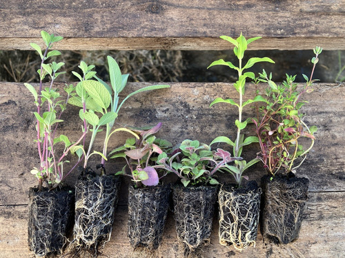 Herbs mixed plug plants - herbs,