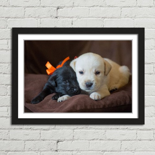 Cute labrador puppies close - labrador, up