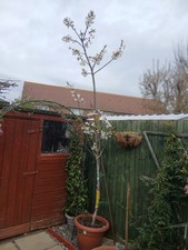 Cherry tree big pot - tree, in