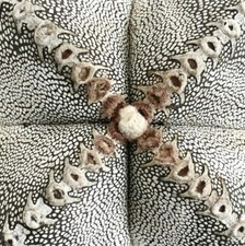 Astrophytum myriostigma cv