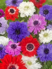 100 ANEMONE ST. BRIGID Mix Spring/Summer Flowering Bulbs Garden Perennial Comrs