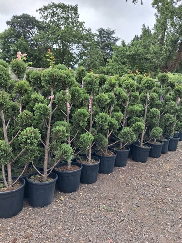 Multi stem pom - multi, topiary