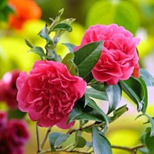 Camellia Anticipation in 3L