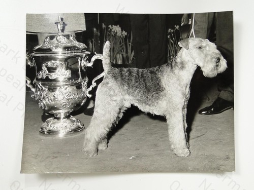Lakeland terrier champion - lakeland,