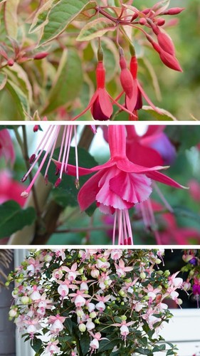 Mixed fuchsia pack - fuchsia, large