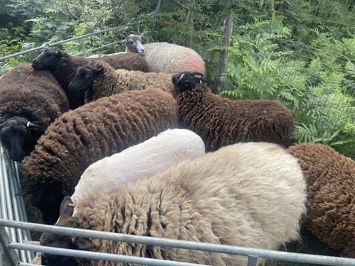 Texel cross black welsh - texel,