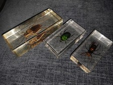 Insects in Resin Natural