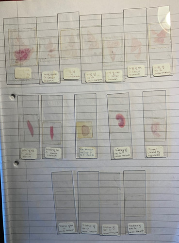 Prepared microscope slides - 16,