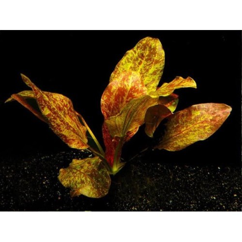 Amazon sword tropical - amazon,