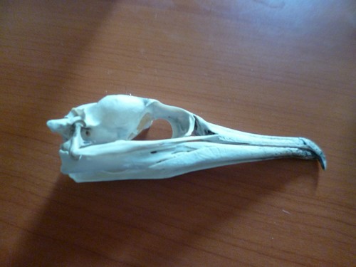 Juvinille cormorant skull - skull, uk