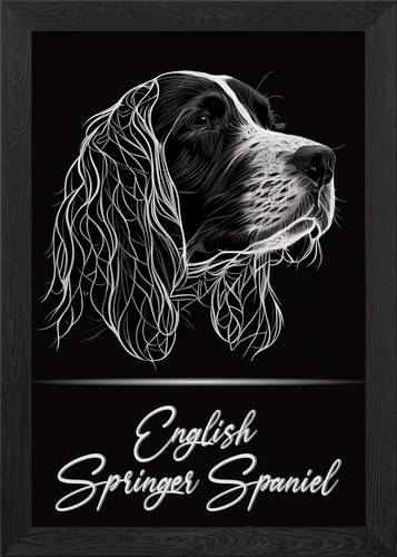 English springer spaniel - springer,
