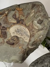 Ammonite Multi block x2