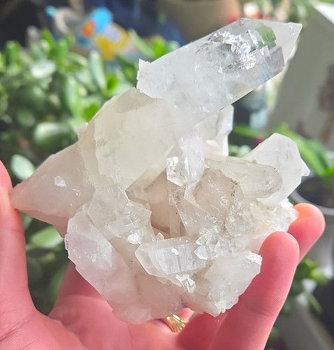 Colombian lemurian self heald - lemurian,