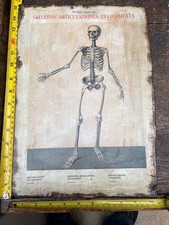 Antique Anatomy Print-Human