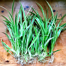 Pack of 10 Medium Rooting Spider Plants- Chlorophytum Variegatum - Indoor Plant