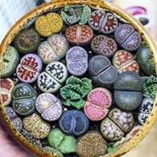 Lithops seeds, Living Stone 50